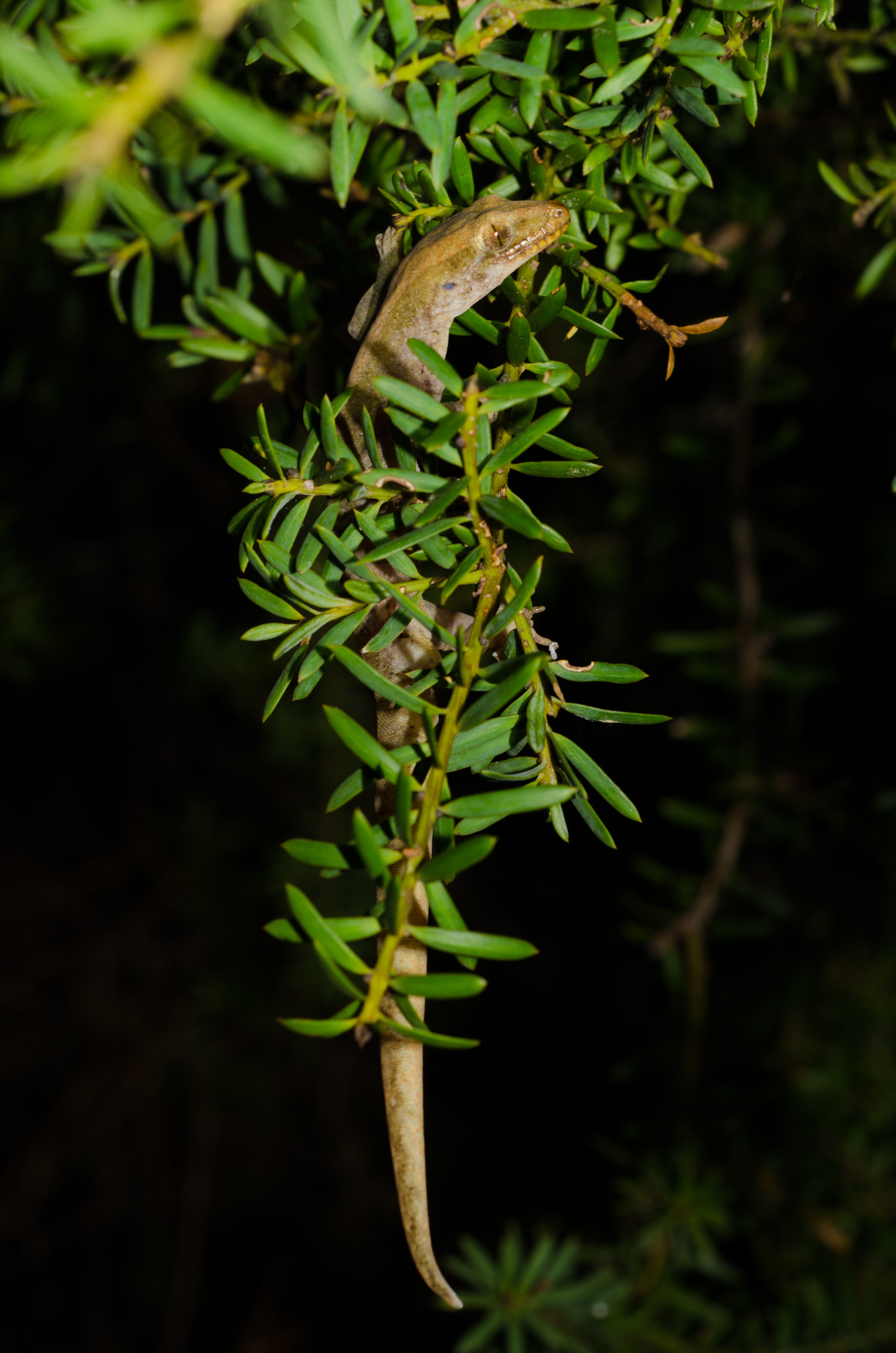 DSC_9938